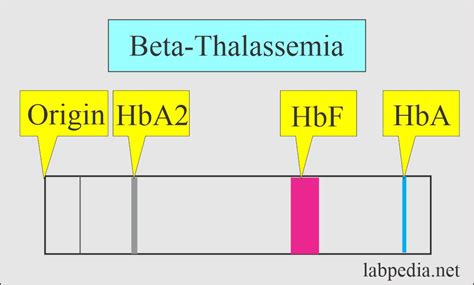 beta thalassemia hemoglobin|Hemoglobin S–Beta.